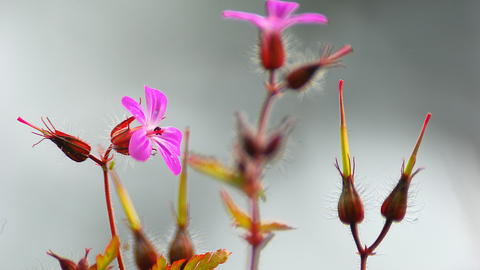 Herb-Robert