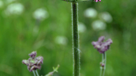 Hogweed