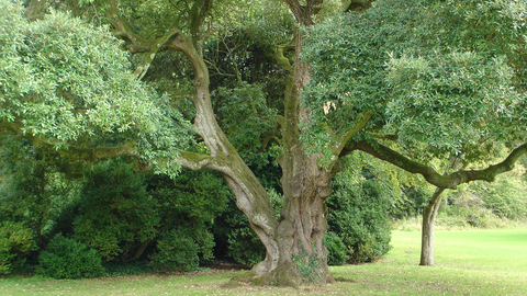 Holm Oak