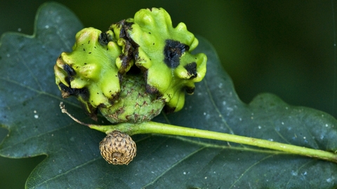 Knopper Gall 