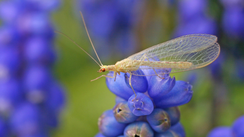 Common Green Lacewing