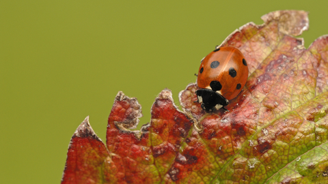 7-spot Ladybird