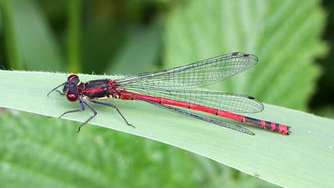 Large Red Damselfly