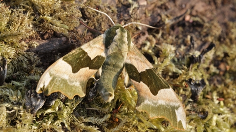 Lime Hawk-moth