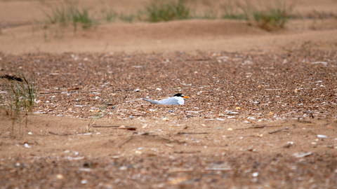 Little Tern