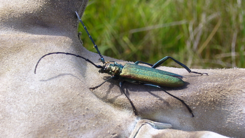 Musk Beetle