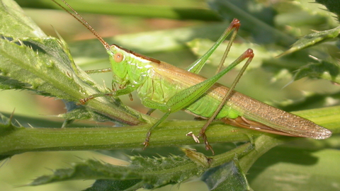 Long-winged Conehead