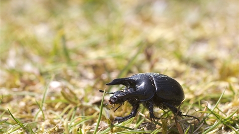 Male minotaur beetle