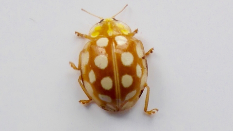 Orange Ladybird