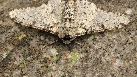 Peppered Moth