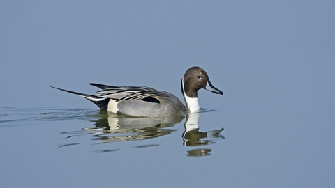 A drake pintail swimming across a glassy lake, leaving ripples in its wake