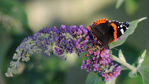 Red Admiral on Buddleia