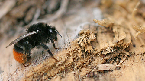 Red-tailed Bumblebee