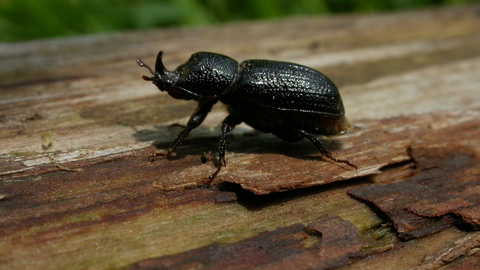 Rhinoceros Beetle