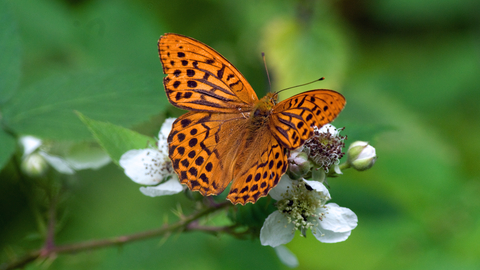 Silver-washed Fritillary