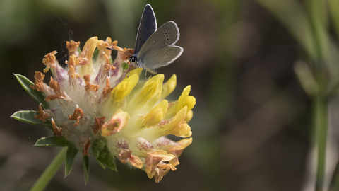 Small Blue butterfly