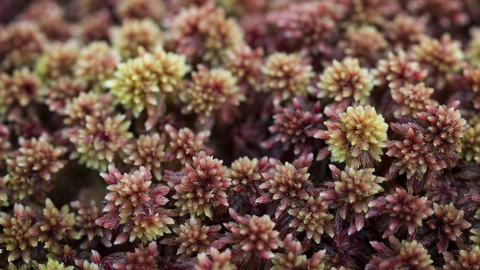 Sphagnum Moss (Sphagnum capillifolium)