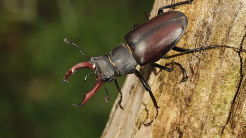 Stag Beetle