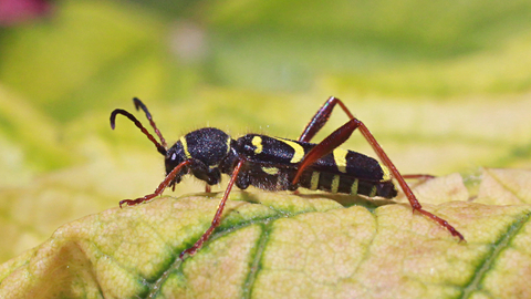 Wasp Beetle