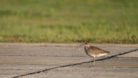 Whimbrel