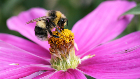 White-tailed Bumblebee