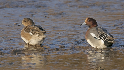 A pair of wigeon stand on a muddy shore