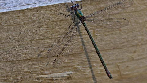 Willow Emerald Damselfly