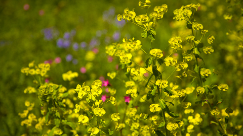 Wood Spurge