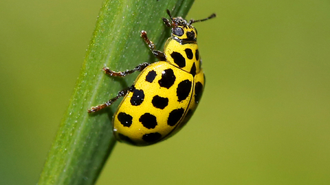 22-spot Ladybird