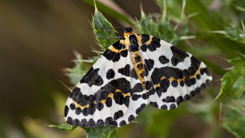 Magpie Moth