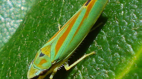 Rhododendron Leafhopper