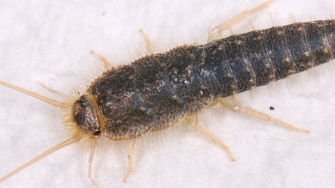 Silverfish