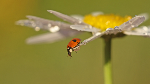 2-spot Ladybird