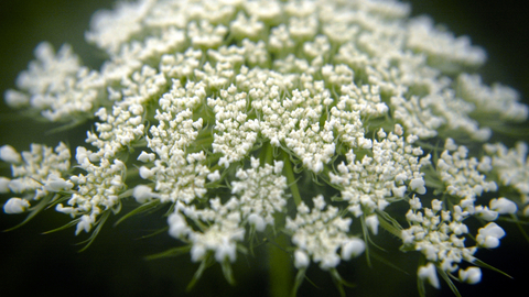 Wild Carrot