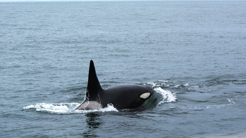 Orca