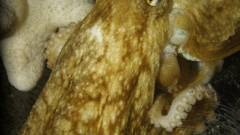 Common octopus