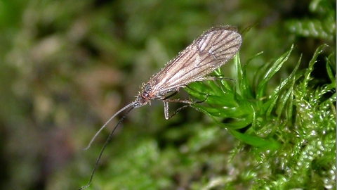 Land caddis male