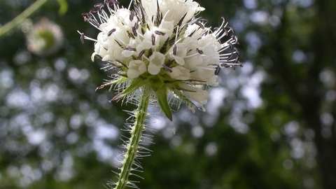 Small teasel