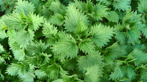 Stinging nettle