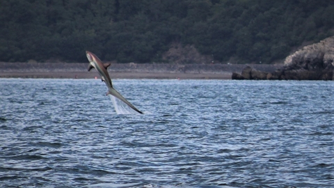 Thresher shark leaping from the water