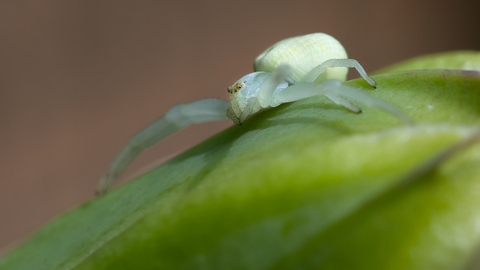 crab spider on leaf