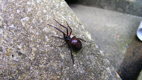 False widow spider