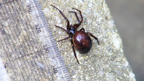 False widow spider