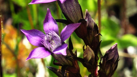 chiltern gentian