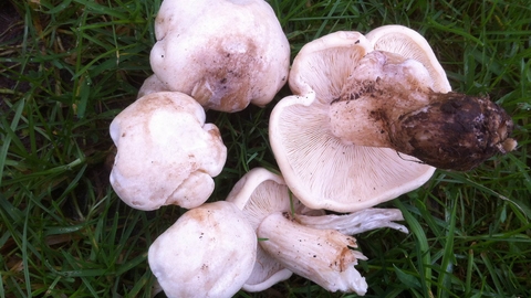 St George's Mushroom