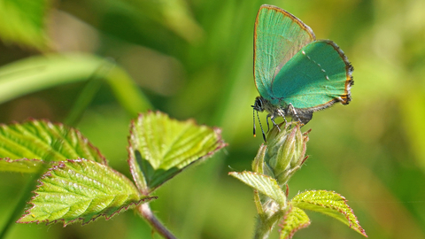 green hairstreak