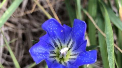 Marsh gentian 