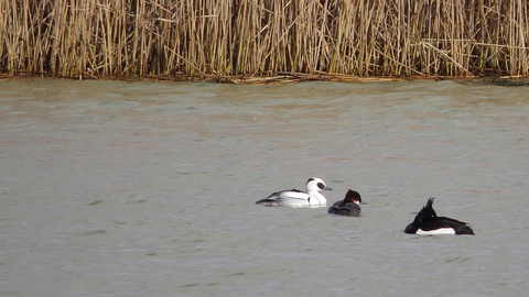 Smew pair (with tufted duck)