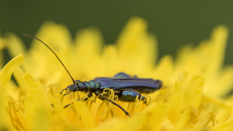 A male swollen-thighed beetle feeding on the pollen of a bright yellow flower