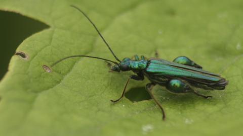 A glittering green swollen-thighed beetle on a leaf, demonstrating the chunky thighs that earn its name